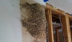 Mold Colony Found Inside A Home